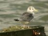 Kittiwake at Southend Pier (Steve Arlow) (44759 bytes)